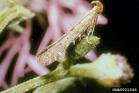 Metzneria paucipunctella