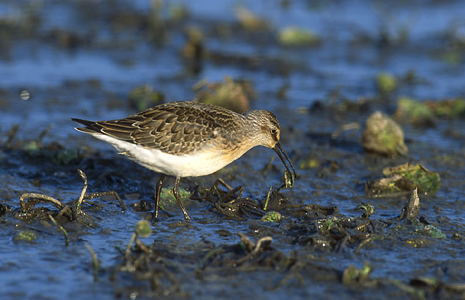 Bécasseau cocorli