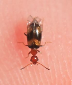 Microhoria terminata