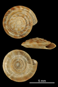 Bouton aplati
