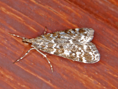 Eudorée des Sudètes