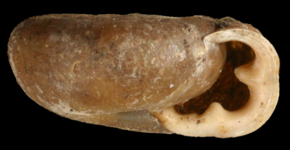 Fausse veloutée plane