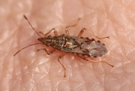 Belonochilus numenius