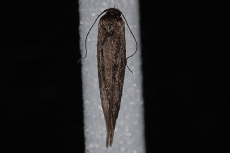 Scythris noricella