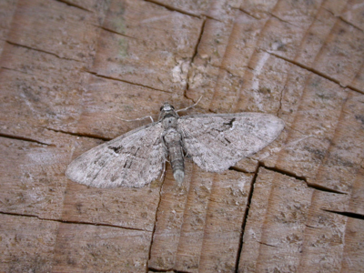 Eupithécie chétive (L')
