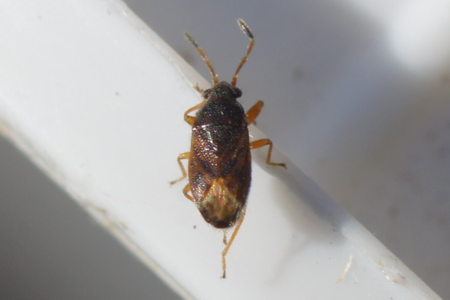 Stygnocoris sabulosus