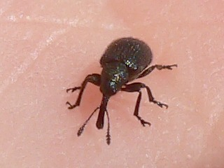 Neocoenorrhinus germanicus