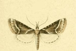 Clédéobie de Borgia