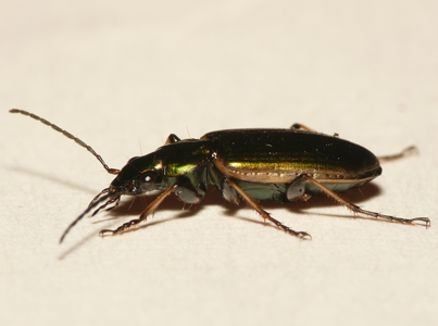 Agonum à liseré