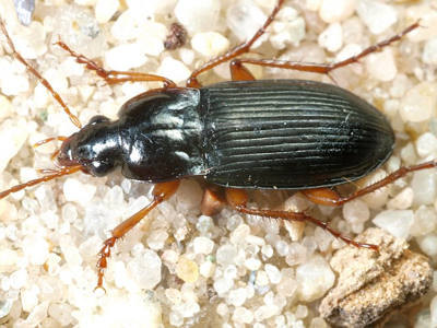 Calathus erratus