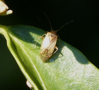 Pinalitus cervinus