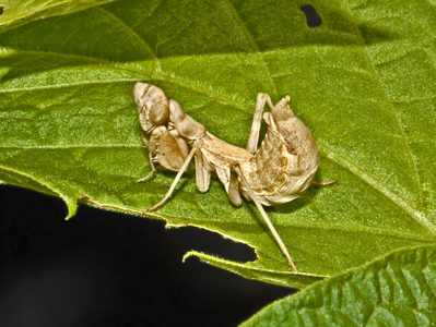 Ameles spallanzania