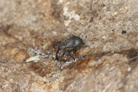Archarius pyrrhoceras