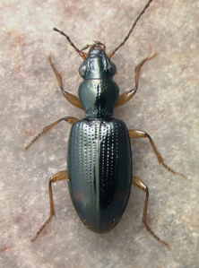 Sinechostictus elongatus