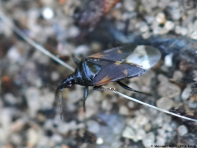 Elatophilus nigricornis