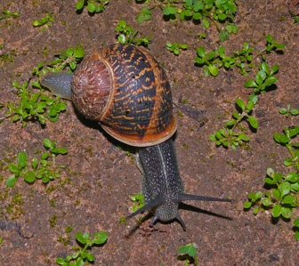 Escargot petit-gris