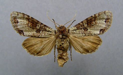 Noctuelle teinte (La)