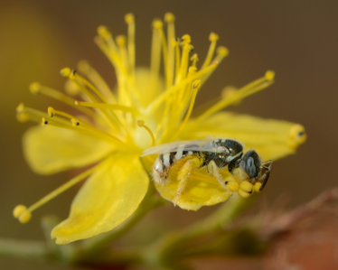 Ceylalictus variegatus