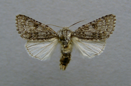 Noctuelle de l'Euphorbe (La)