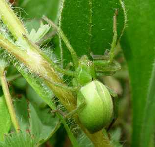 Micrommata ligurina