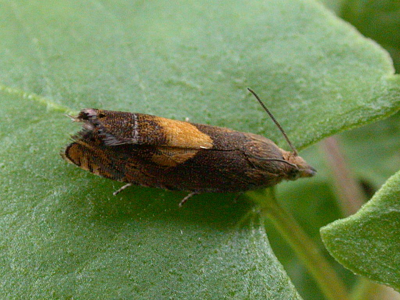 Dichrorampha petiverella