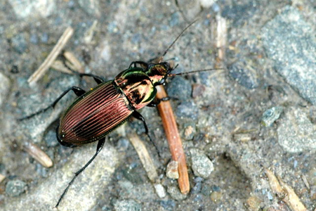 Poecilus cupreus