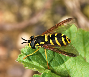 Chrysotoxum intermedium