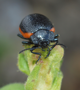 Chrysolina kuesteri