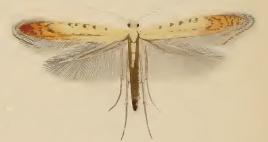 Aspilapteryx limosella