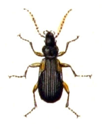 Bupreste à nœud d'épaule