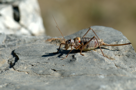 Ephippigère terrestre