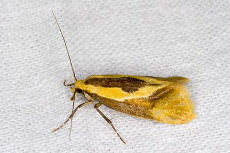Harpella forficella