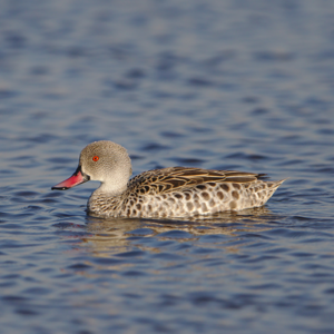 Canard du Cap