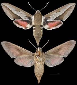 Sphinx de l'Argousier (Le)