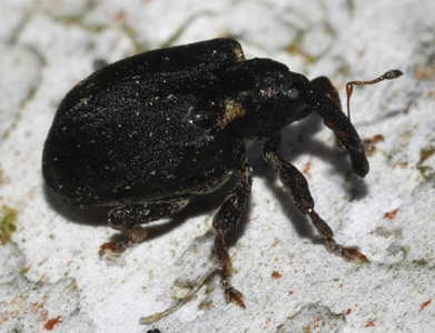 Stereonychus fraxini