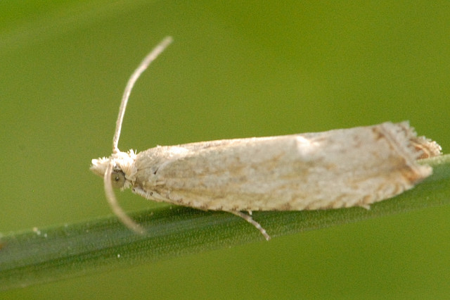 Celypha rosaceana