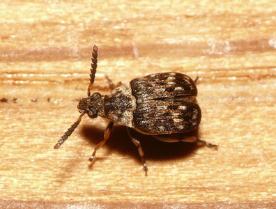 Bruchidius varius