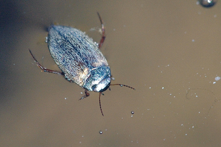 Hydroporus pubescens