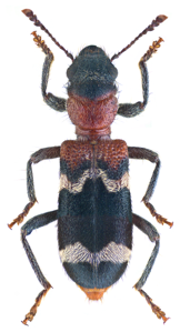 Clairon des fourmis