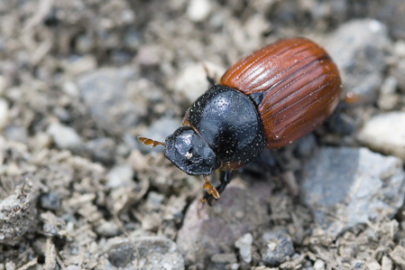 Aphodius fimetarius