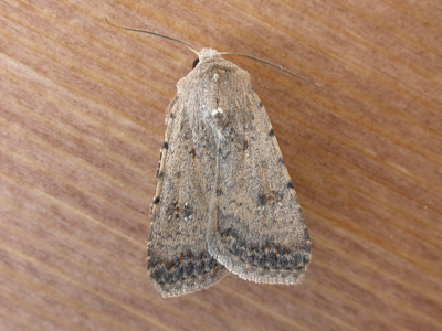 Noctuelle cubiculaire (La)