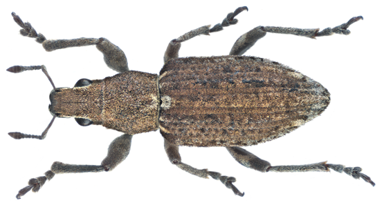 Charagmus griseus