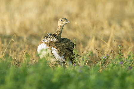 Outarde canepetière