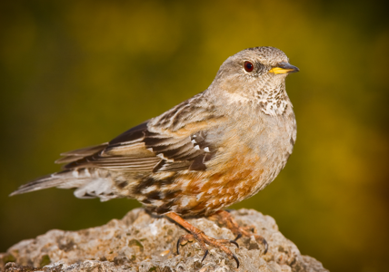 Accenteur alpin