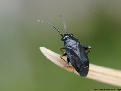 Chlamydatus pullus