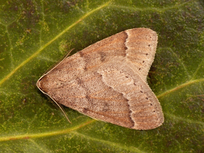 Phalène chamoisée (La)