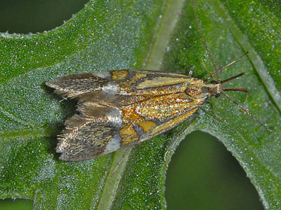 Alabonia staintoniella