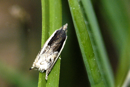Ancylis apicella