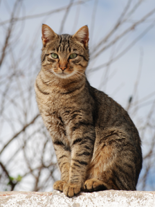 Chat domestique