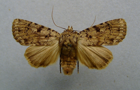 Noctuelle diffuse (La)